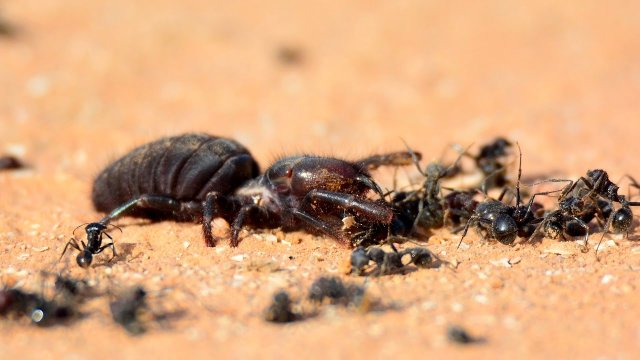 Solifugae z rodziny Rhagodidae niszczy kolonię mrówek, bez problemu wyciąga armię mrówek.