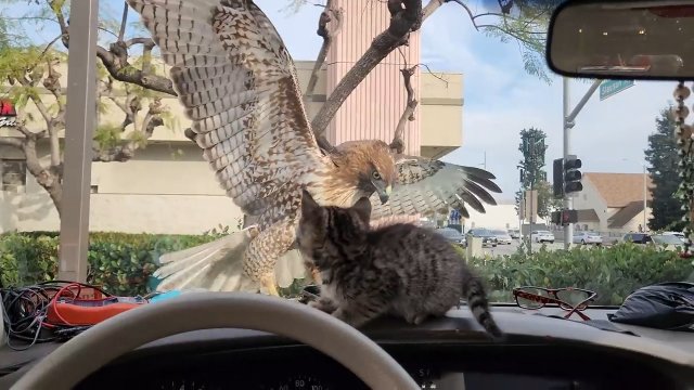 Myszołów próbował upolować kota, który siedział w samochodzie