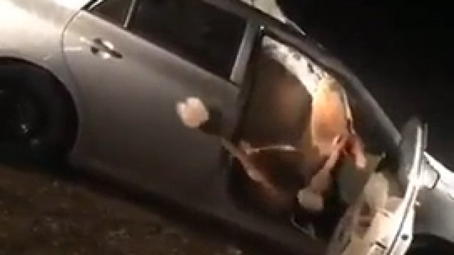 Wielbłąd utknął w samochodzie