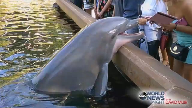 Delfin miał dość odwiedzających go ludzi wpatrujących się w ekrany