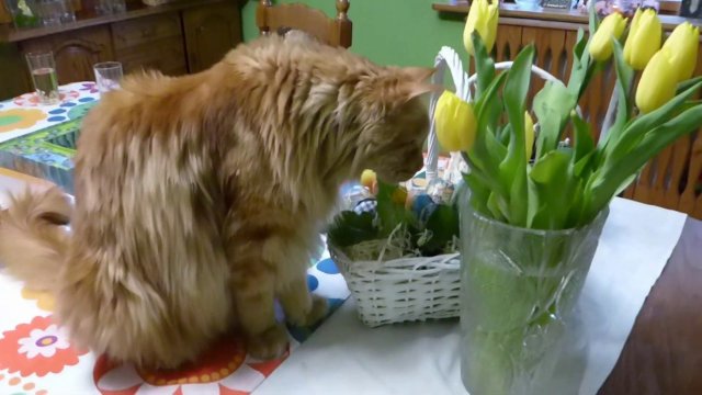 Wielkanocny kot - Kotek Karotek.