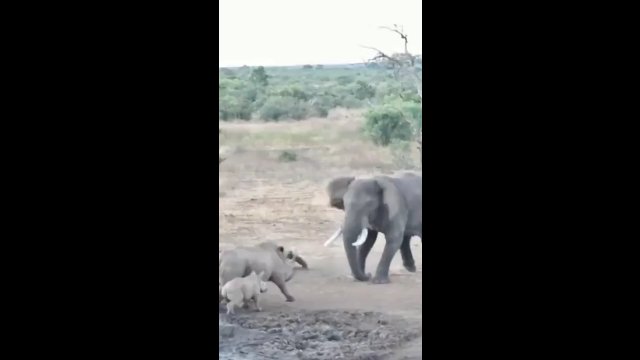 Słoń kontra nosorożce. To nie mogło się skończyć inaczej