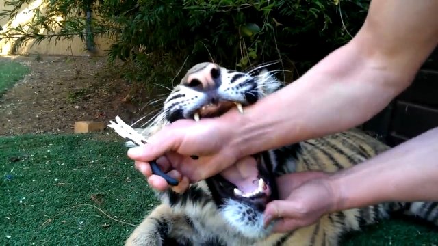 Reakcja tygrysa na wyrywanie zęba