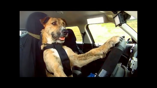 Schronisko w Nowej Zelandii nauczyło psy prowadzić samochód [WIDEO]