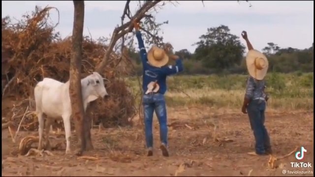 Rolnicy pomagają krowie, która utknęła między gałęziami
