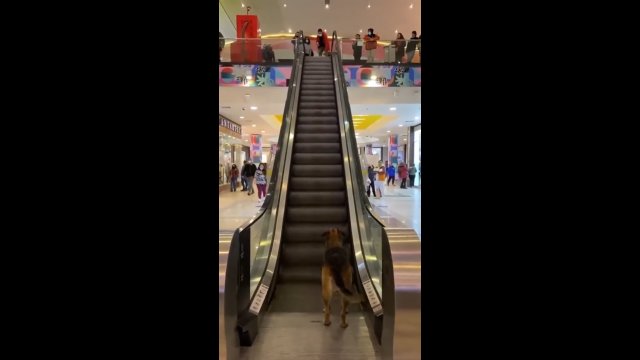 Pies wykorzystał ruchome schody jako element zabawy