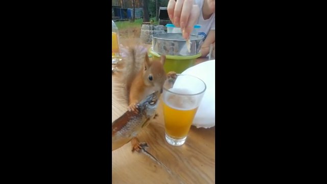 Wiewiórka pije browara i zagryza go rybką