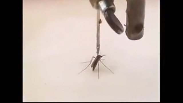 Komary też mogą zostać ukłute igłą