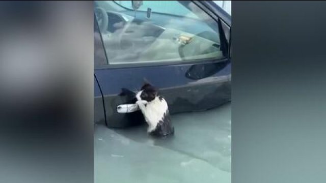 Desperacka walka kota o życie w zalanym Dubaju. Trzymał się klamki auta [WIDEO]