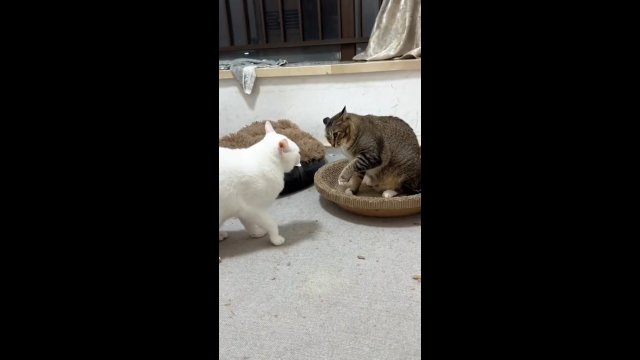 Kot ugryzł swoją partnerkę w tyłek i... dostał za to po łbie [WIDEO]