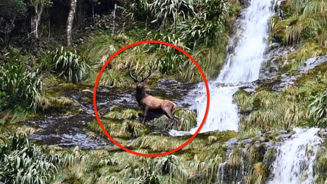 Jeleń kanadyjski spada z wodospadu pod nogi nagrywającego