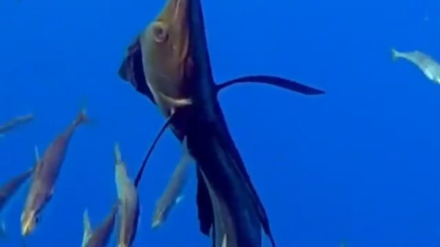 Żaglica, uważana przez większość ekspertów za najszybszą rybę na świecie