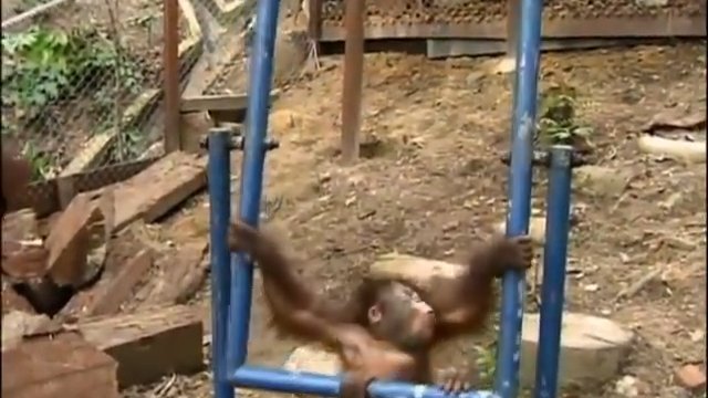 Mały orangutan przywalił sobie w twarz huśtawką
