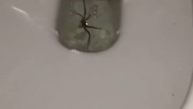 Nieudana próba spuszczenia pająka w toalecie