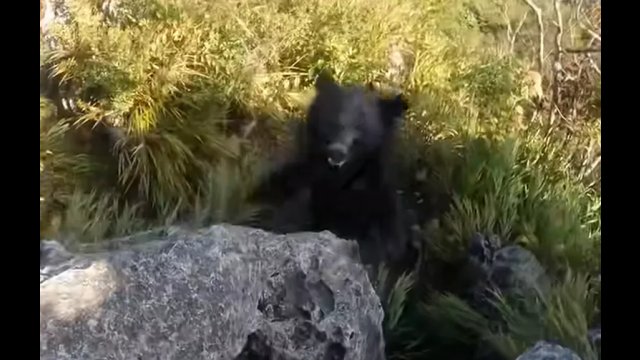 Youtuber podczas wspinaczki natknął się na niedźwiedzia. Zrzucił go ze skały! [WIDEO]