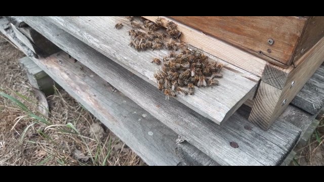 Pszczoły wyprowadzają szerszenia z ula