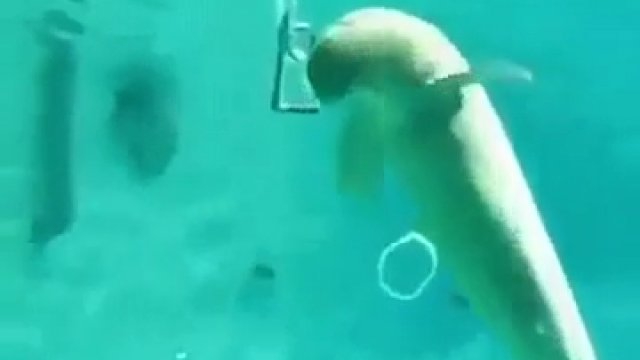 Podwodna sztuczka pokazana przez delfina