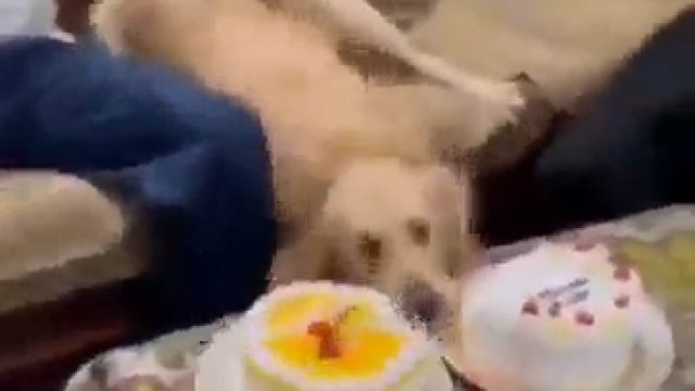 Sprytny pies zapewnia sobie kawałek ciasta
