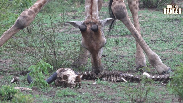 Rzadkie nagranie stada żyraf żywiącego się szkieletem bawoła!
