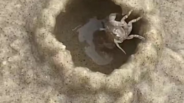 Zobacz, jak szybko krab piaskowy może zbudować domek na plaży