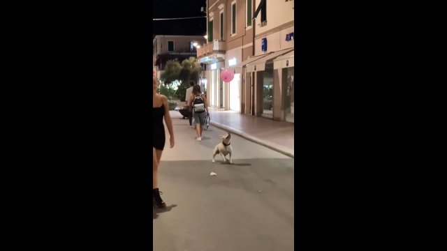 Szczęśliwy pies bawi się balonem na ulicy w Włoszech