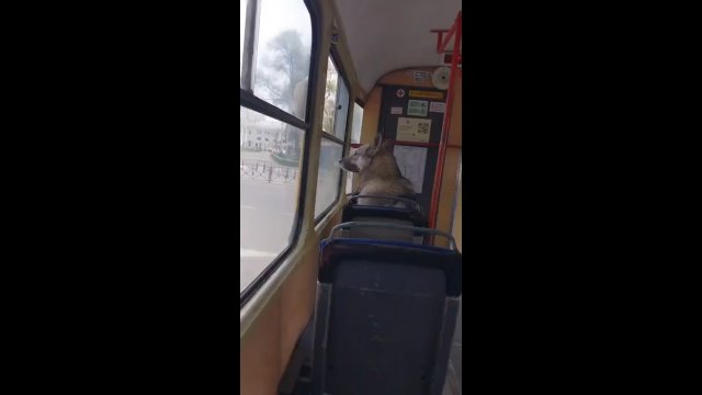 Bezdomny pies notorycznie jeździł na gapę tramwajem.