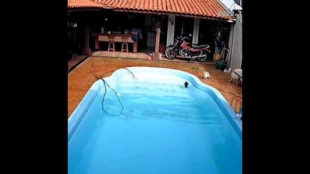 Pit bull ratuje chihuahua przed utonięciem w basenie