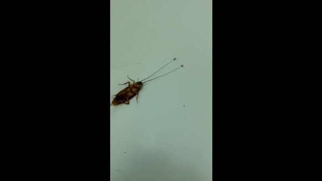 Dwie mrówki ciągnęły karalucha za czułki