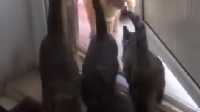 Koty pokazują jak w rzeczywistości działa mafia