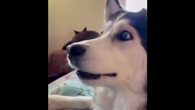 Zabawna reakcja psiny, która ogląda innego psa w reklamie