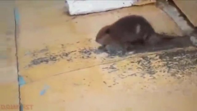 Matka powstrzymuje małego bobra przed pływaniem