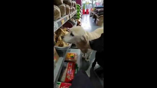 Bezdomne psy codziennie czekają na otwarcie sklepu zoologicznego