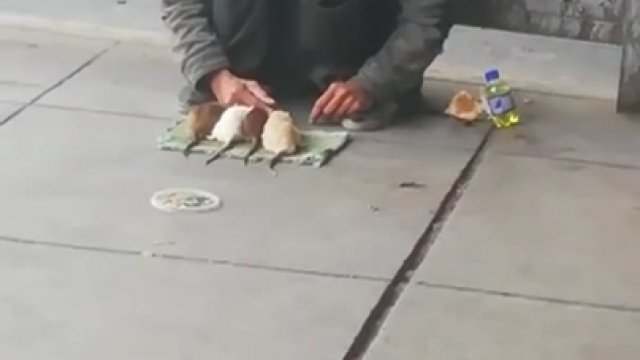 Jak bezdomny oswoił szczury