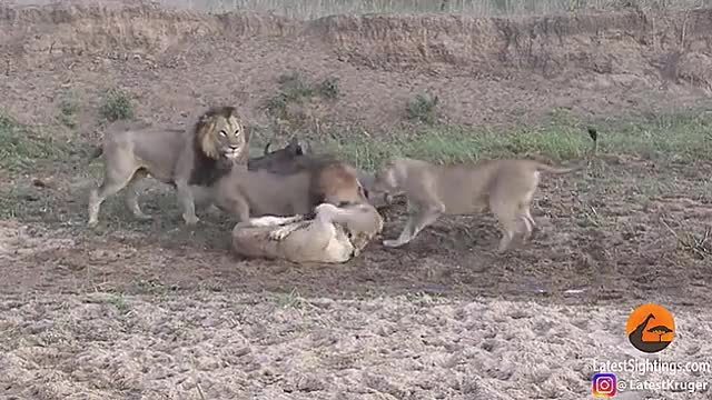Stado lwów zaczęło walczyć między sobą a bawół sobie po prostu skonsternowany odszedł...