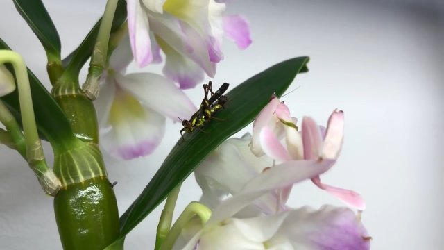 "Orchidea" łapie insekta. Doskonały kamuflaż modliszki
