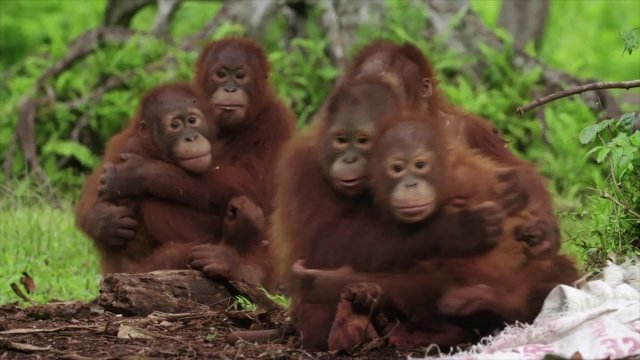 Lekcja nauki strachu młodych orangutanów