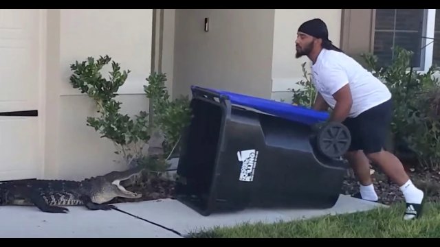 Mężczyzna użył kosza na śmieci, by pozbyć się z ogrodu aligatora
