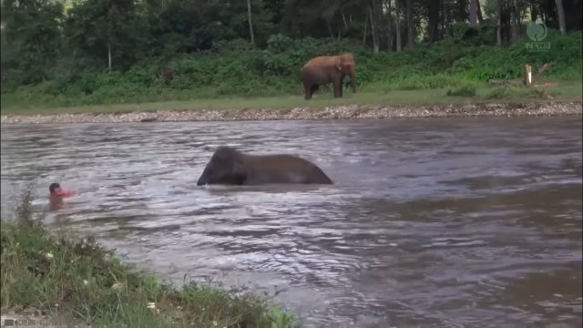 Słoń próbuje uratować człowieka który jest porwany przez prąd