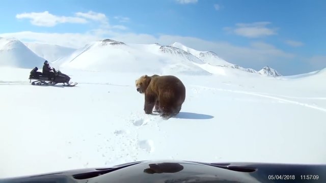 Jazda skuterem śnieżnym tuż obok potężnego niedźwiedzia