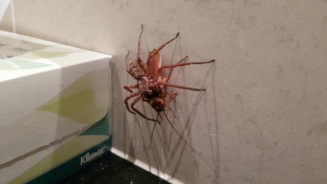 Gość znalazł sobie kolegę do zwalczania karaluchów...