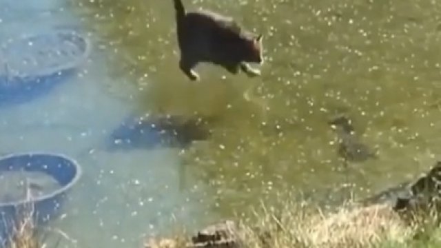 Kot próbuje złapać rybę pod lodem
