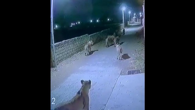 Stado lwów spacerujących nocą ulicami w Indiach