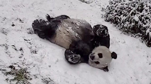 Beztroska zabawa na śniegu. Tak z uroków zimy korzystają pandy! [WIDEO]