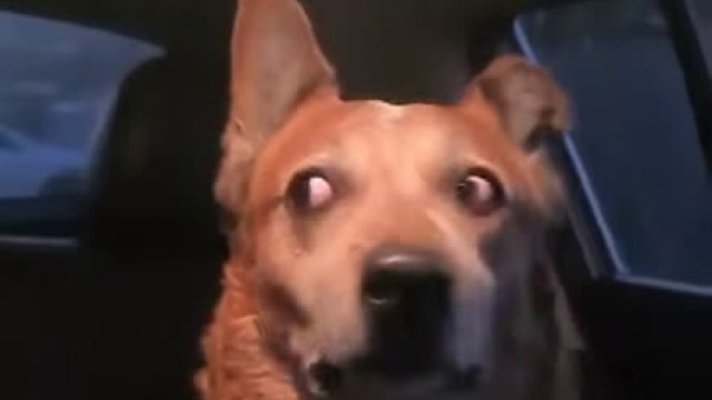 Pies i jego reakcja