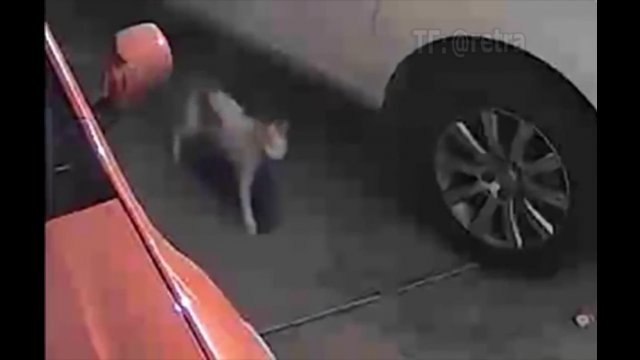 Mężczyzna prawie został wyrzucony z domu przez kota