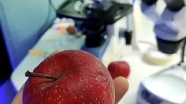 Tak wygląda nieumyte jabłko pod mikroskopem