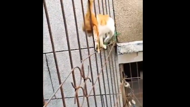 Mężczyzna sfilmował niezwykły spacer z kotem