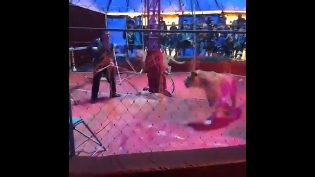 Trener w cyrku został zaatakowany przez lwy