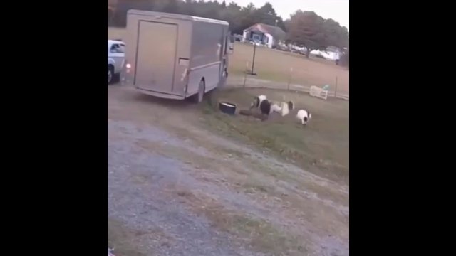 Zestresowane kozy zemdlały, kiedy kurier zahaczył busem o płot