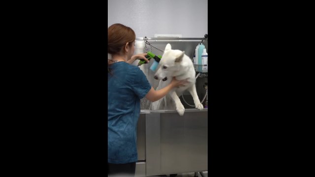 Husky dramatyzuje w psim salonie pielęgnacji